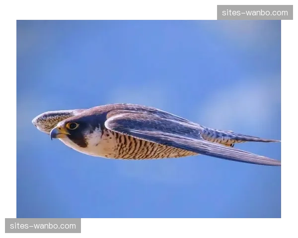 库明加未来发展潜力巨大 老鹰长期建队核心框架逐渐清晰